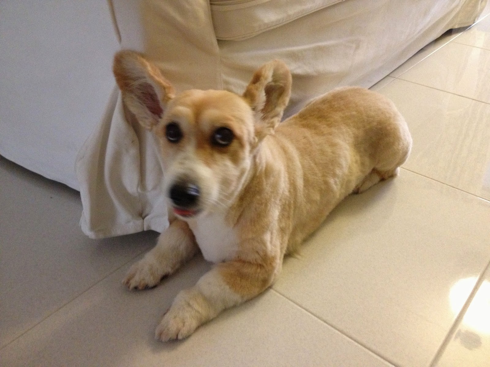 Grooming a corgi